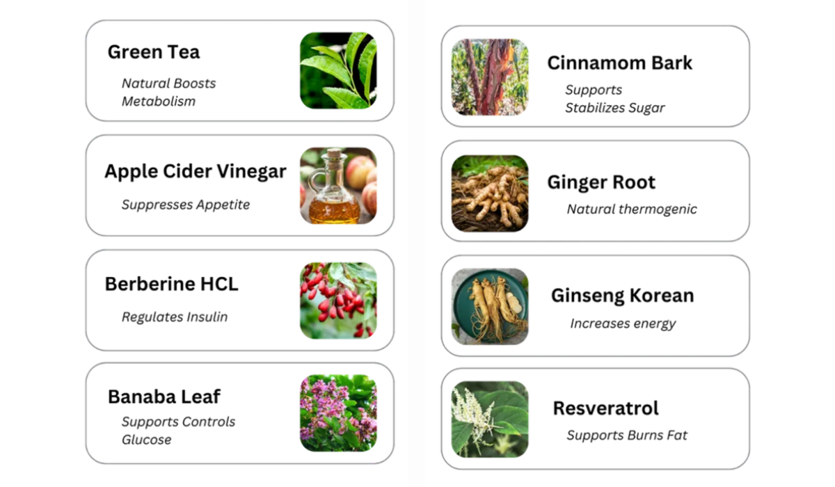 LipoVive All Ingredients